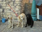 犬S.jpg